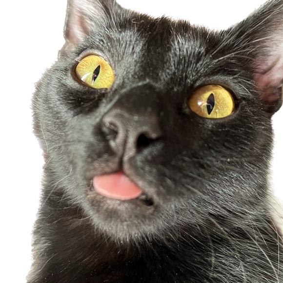 Meet your Posher, Kelly - Picture 3 of 5